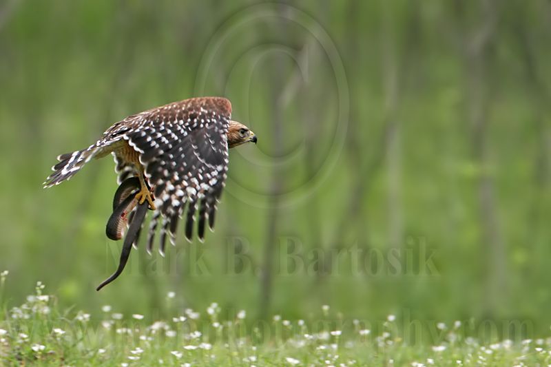 _MG_3340 Red-shouldered Hawk.jpg