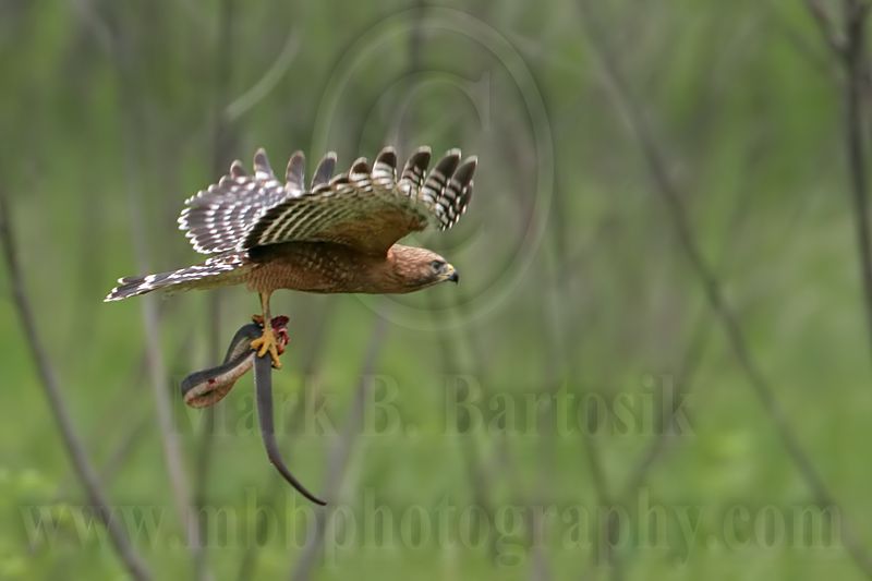 _MG_3341 Red-shouldered Hawk.jpg