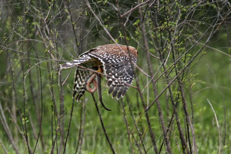 _MG_3347 Red-shouldered Hawk.jpg