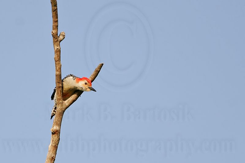 _MG_3865 Red-bellied Woodpecker.jpg