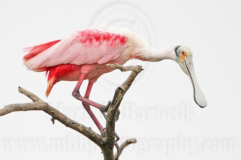 _MG_5187 Roseate Spoonbill.jpg