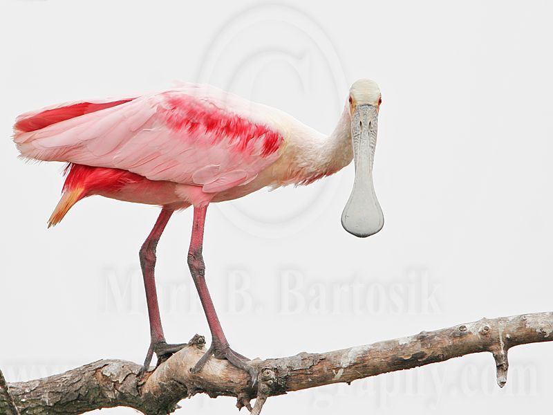 _MG_5269 Roseate Spoonbill.jpg