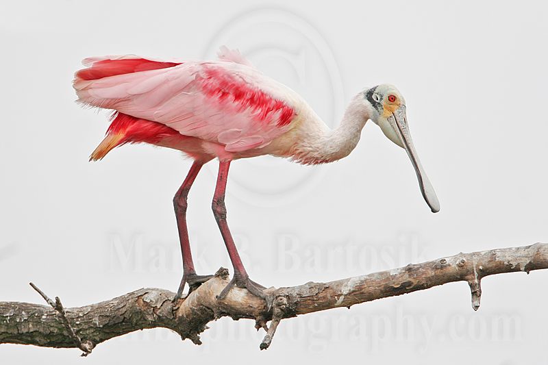 _MG_5272 Roseate Spoonbill.jpg