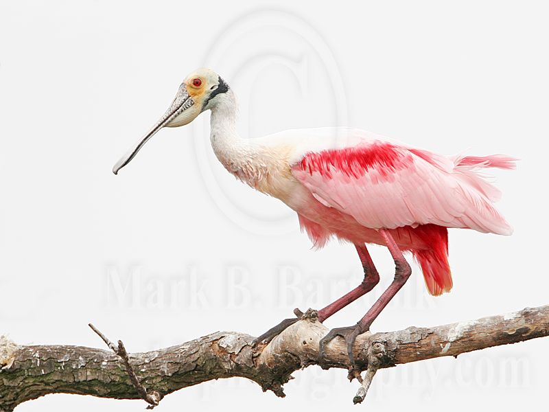 _MG_5339 Roseate Spoonbill.jpg