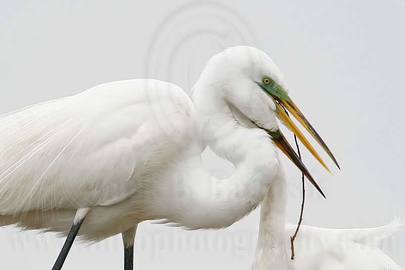 _MG_4108 Great Egret.jpg