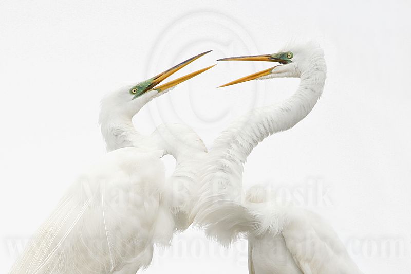 _MG_4302 Great Egret.jpg