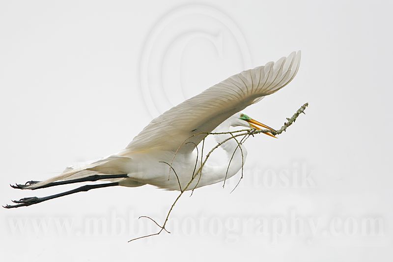 _MG_4470 Great Egret.jpg