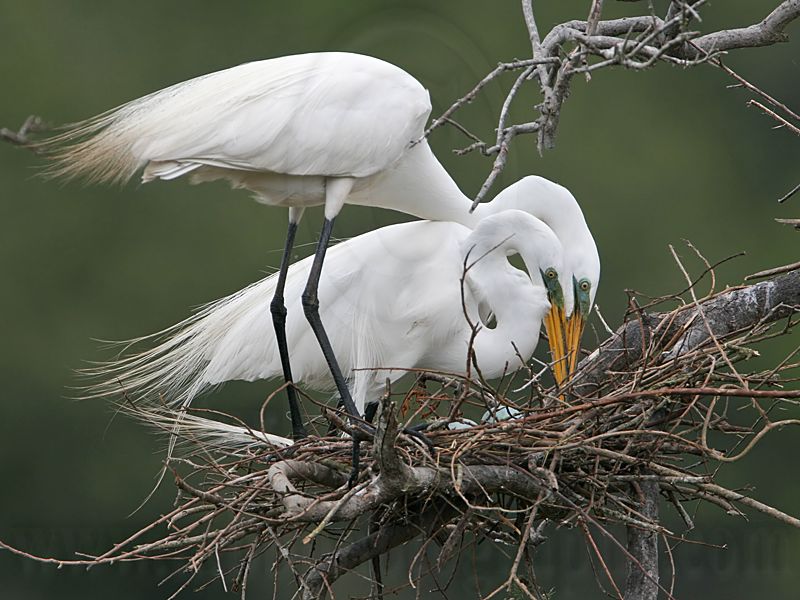 _MG_4577 Great Egret.jpg