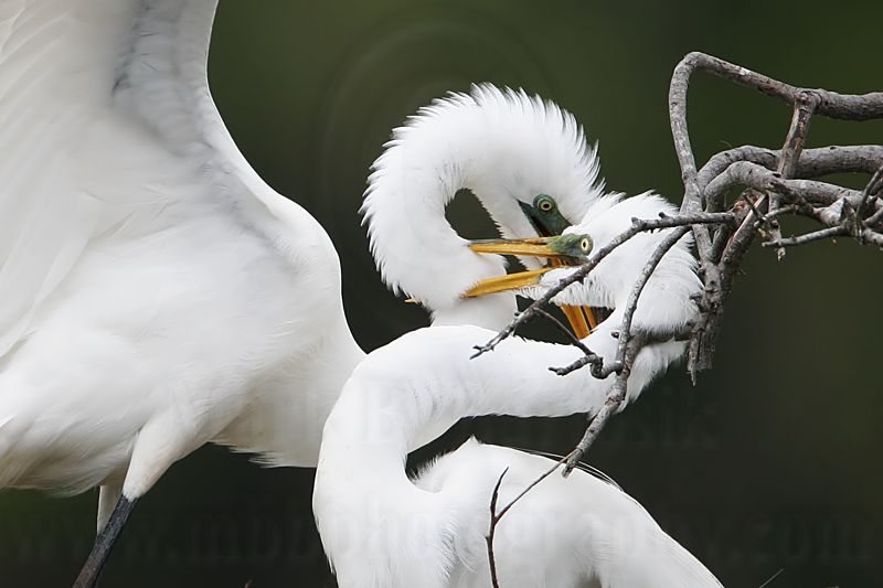 _MG_4628crop  Great Egret.jpg