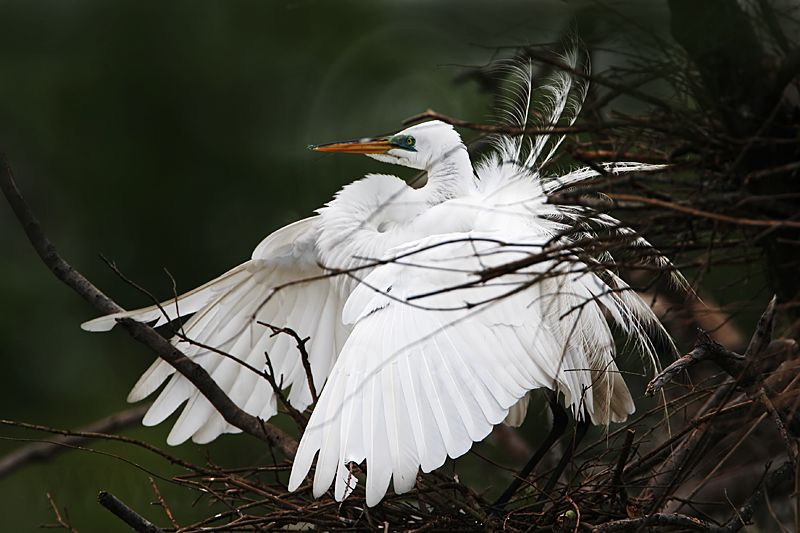_MG_4987 Great Egret.jpg