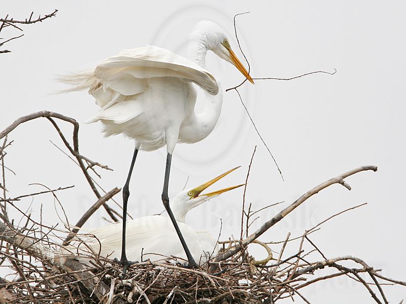 _MG_5352 Great Egret.jpg