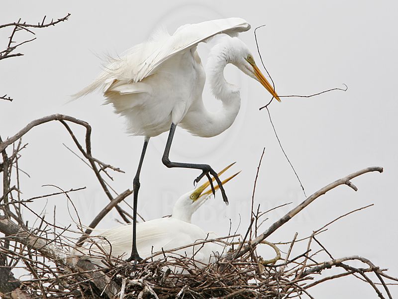 _MG_5353 Great Egret.jpg