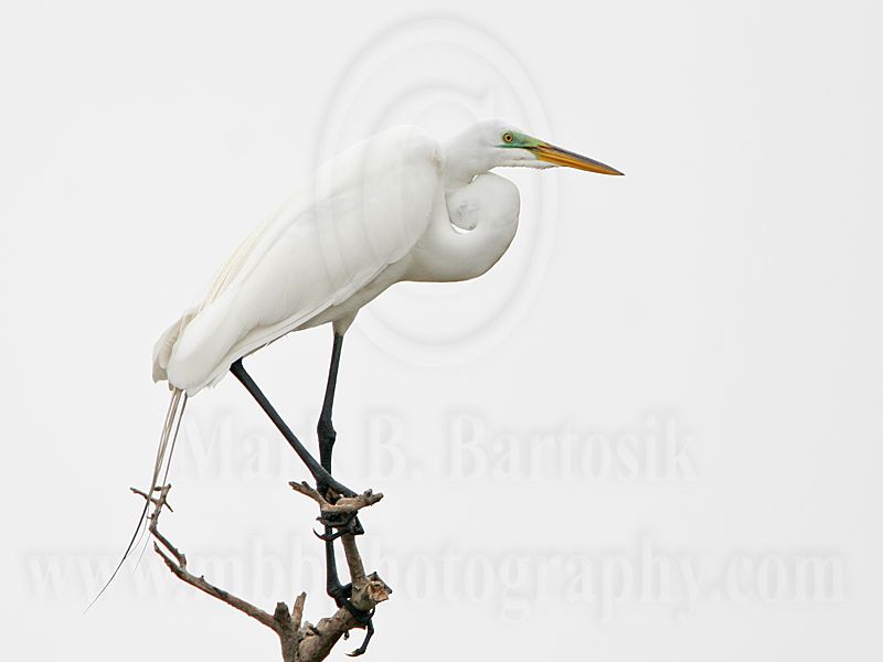 _MG_5578 Great Egret.jpg