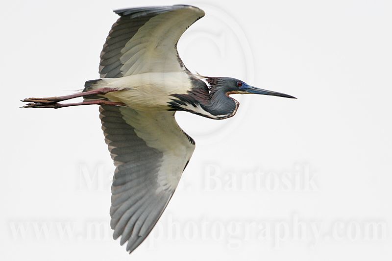 _MG_5144 Tricolored Heron.jpg