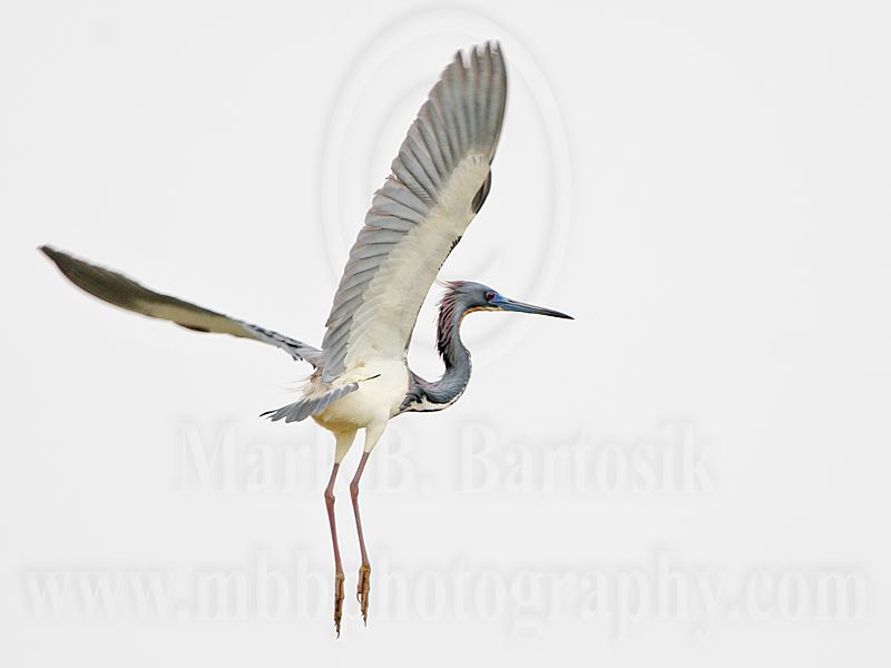 _MG_5158 Tricolored Heron.jpg
