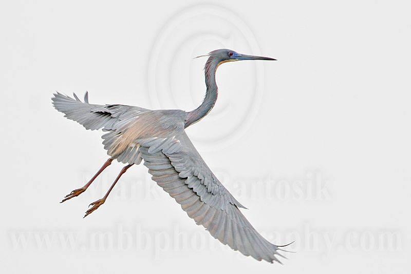 _MG_5161 Tricolored Heron.jpg