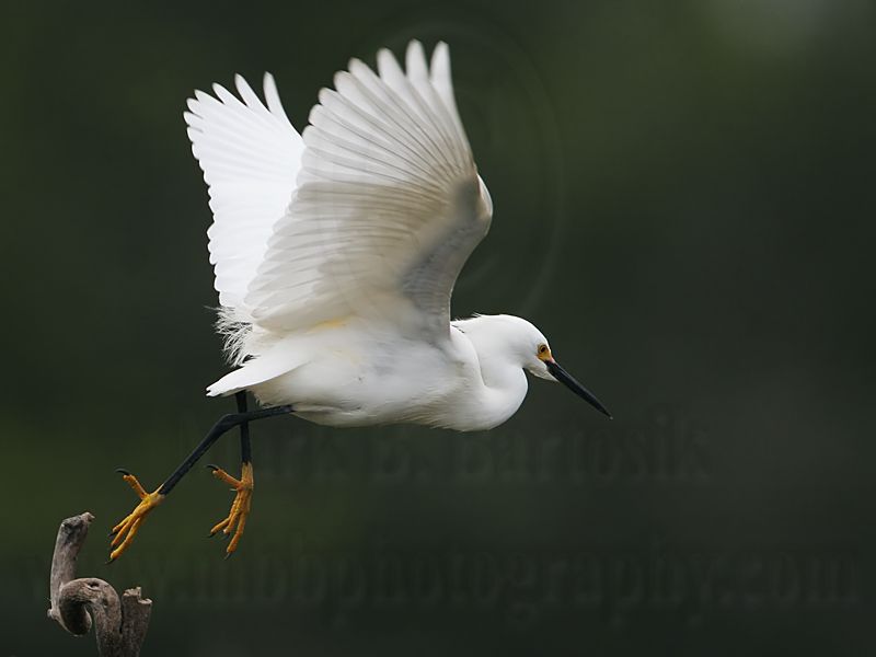 _MG_5459 Snowy Egret.jpg
