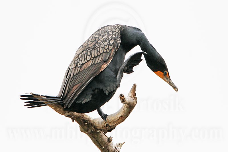 _MG_4606 Double-crested Cormorant.jpg