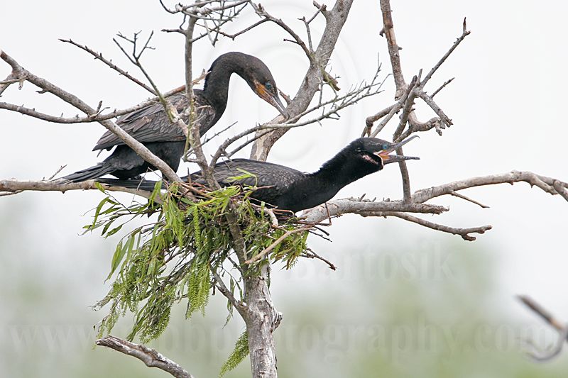 _MG_4676 Neotropic Cormorant.jpg