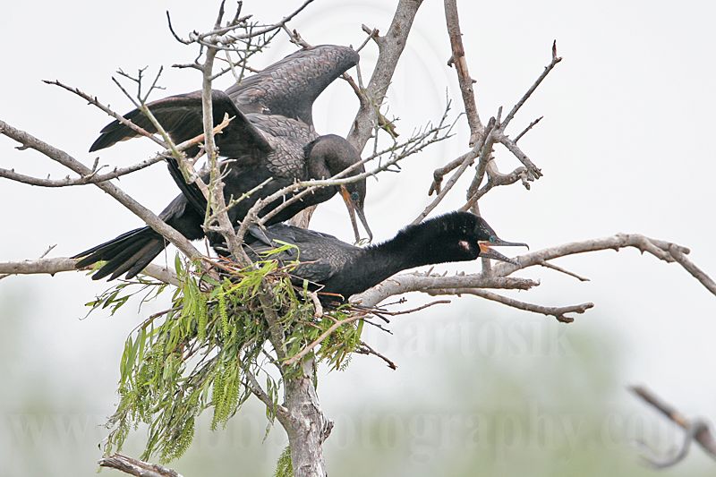 _MG_4697 Neotropic Cormorant.jpg