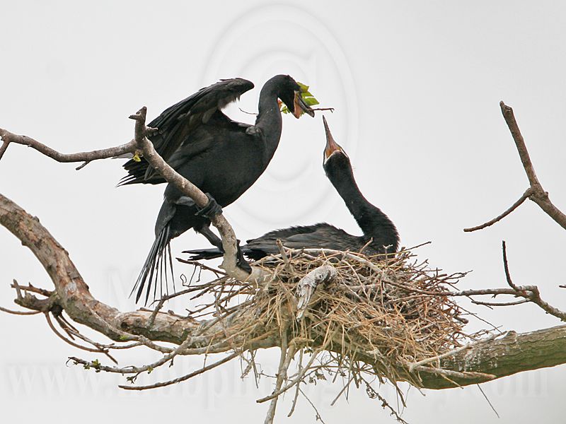 _MG_5525 Neotropic Cormorant.jpg