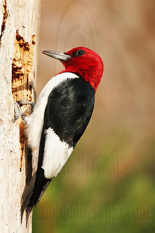 _MG_9579 Red-headed Woodpecker.jpg