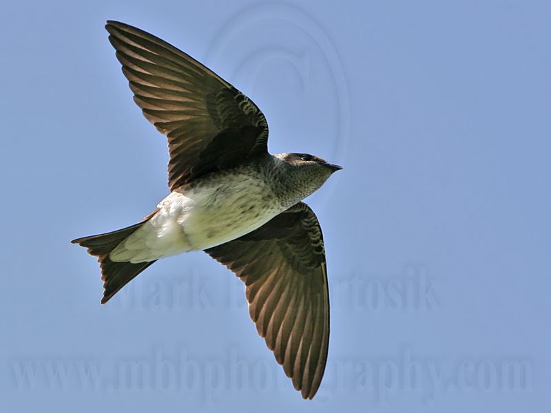 _MG_1008 Purple Martin.jpg