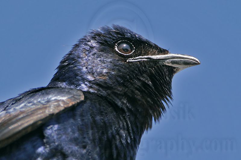 _MG_1199 Purple Martin.jpg