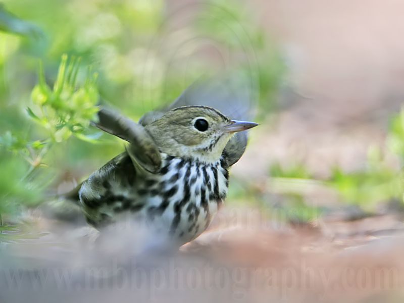 _MG_3942 Ovenbird.jpg