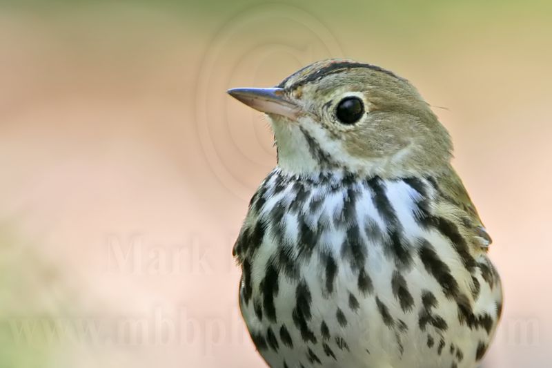 _MG_4092 Ovenbird.jpg