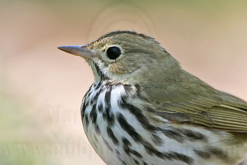 _MG_4094 Ovenbird.jpg