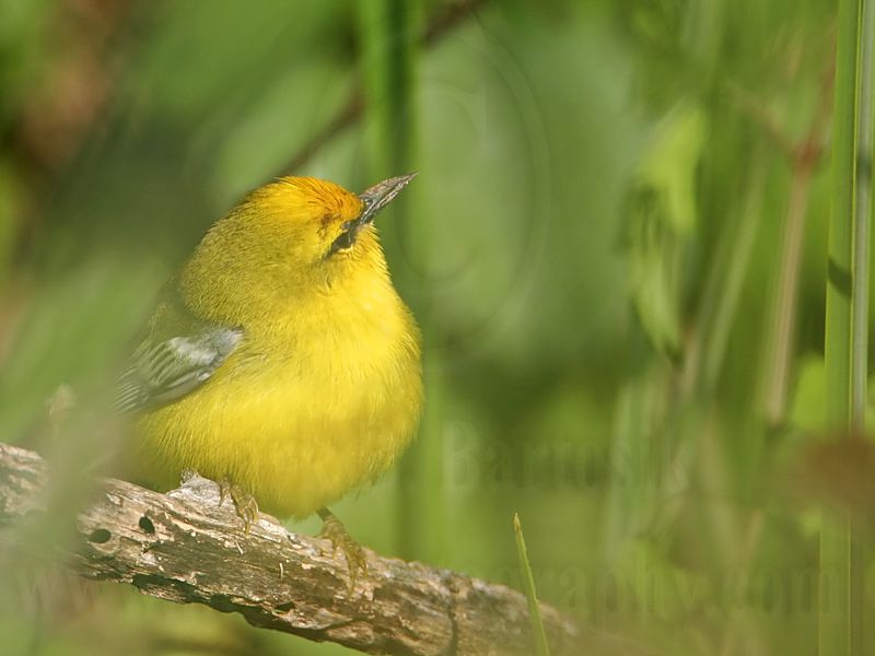 _MG_5001 Blue-winged Warbler.jpg