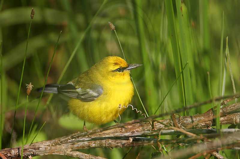 _MG_5053 Blue-winged Warbler.jpg