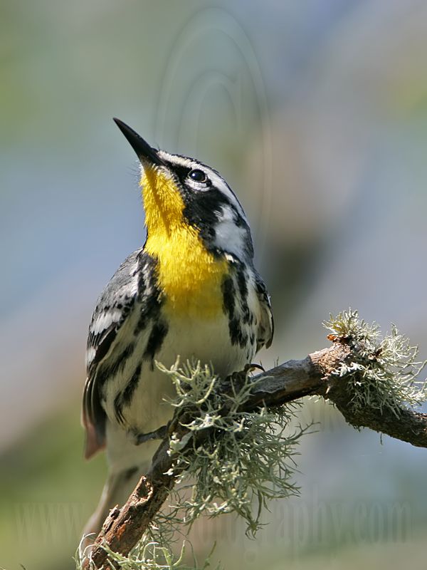 _MG_3684 Yellow-throated Warbler.jpg