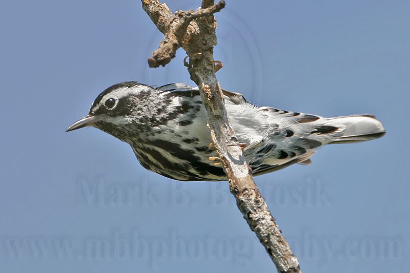 _MG_3551 Black-and-white Warbler.jpg