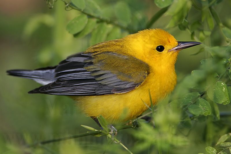 _MG_5815 Prothonotary Warbler.jpg