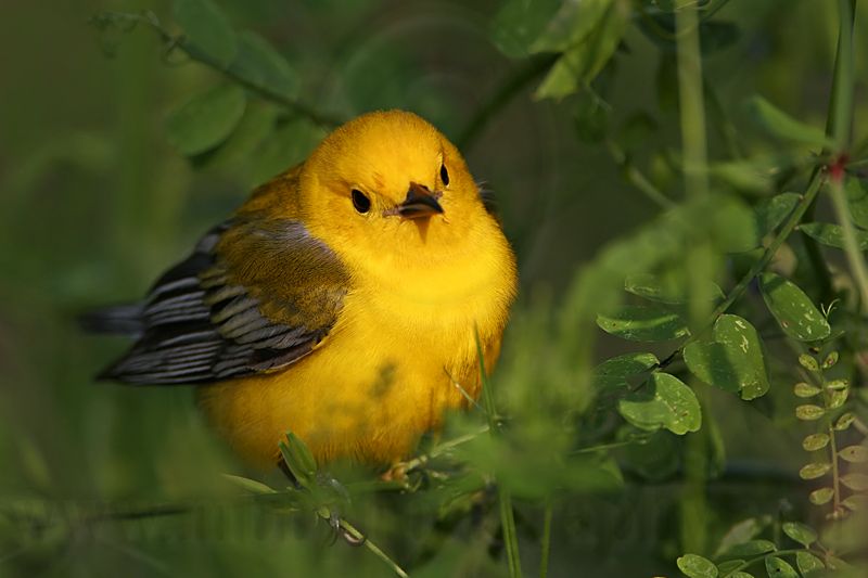 _MG_5910 Prothonotary Warbler.jpg