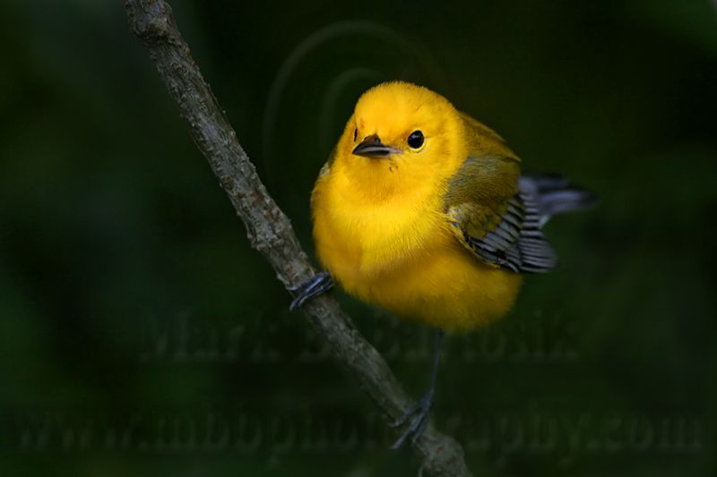 _MG_6346 Prothonotary Warbler.jpg