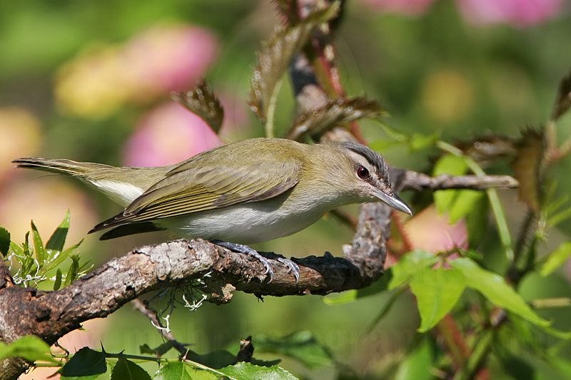 _MG_4397 Red-eyed Vireo.jpg