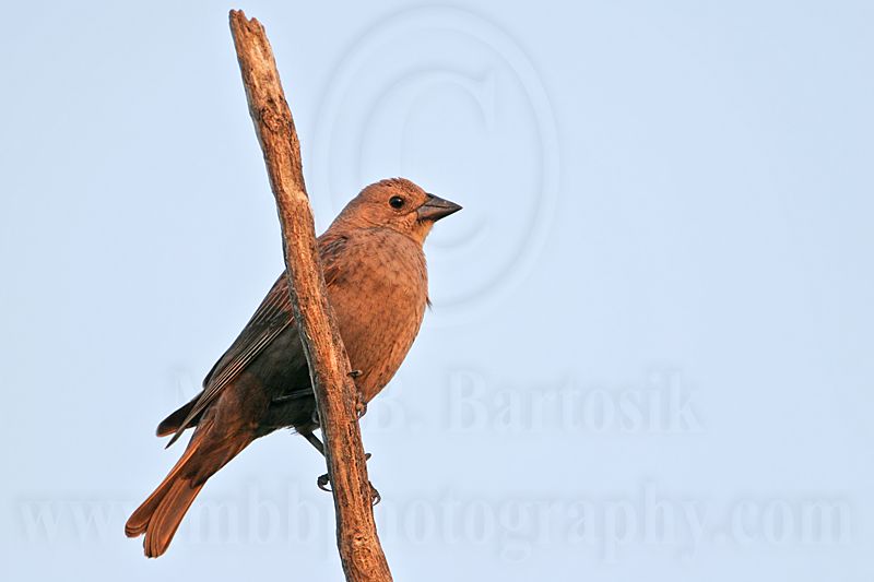 _MG_6431 Brown-headed Cowbird.jpg