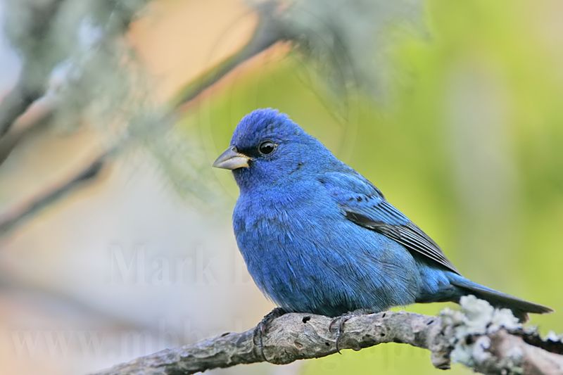 _MG_5940 Indigo Bunting.jpg