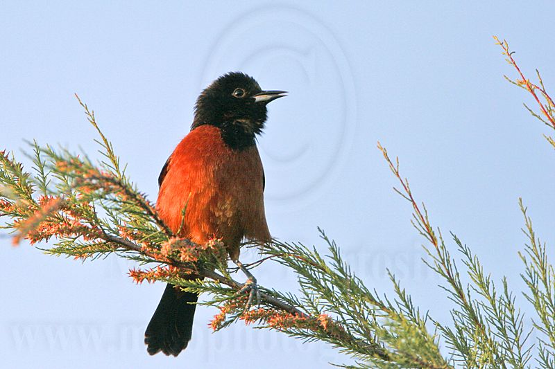 _MG_6258 Orchard Oriole.jpg