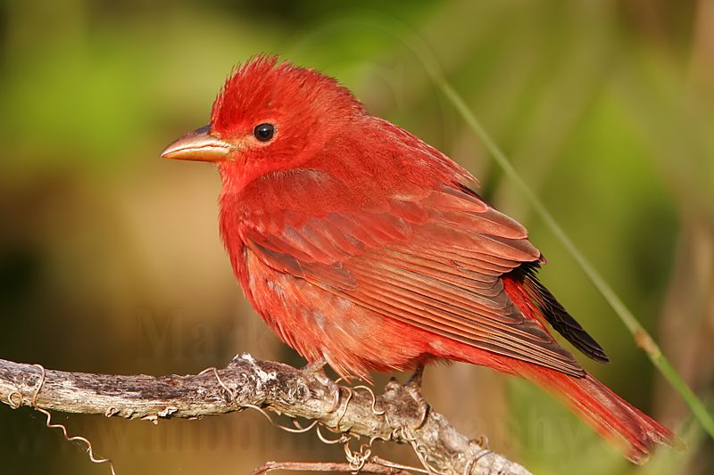 _MG_6014 Summer Tanager.jpg