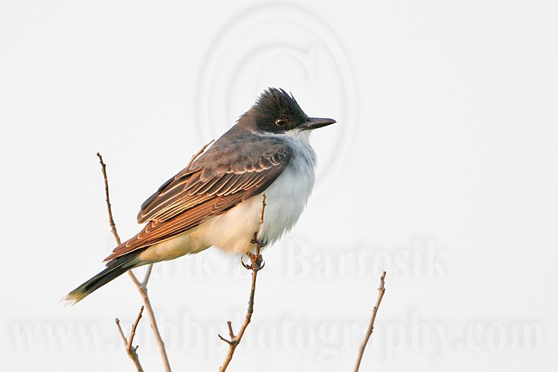 _MG_6398 Eastern Kingbird.jpg
