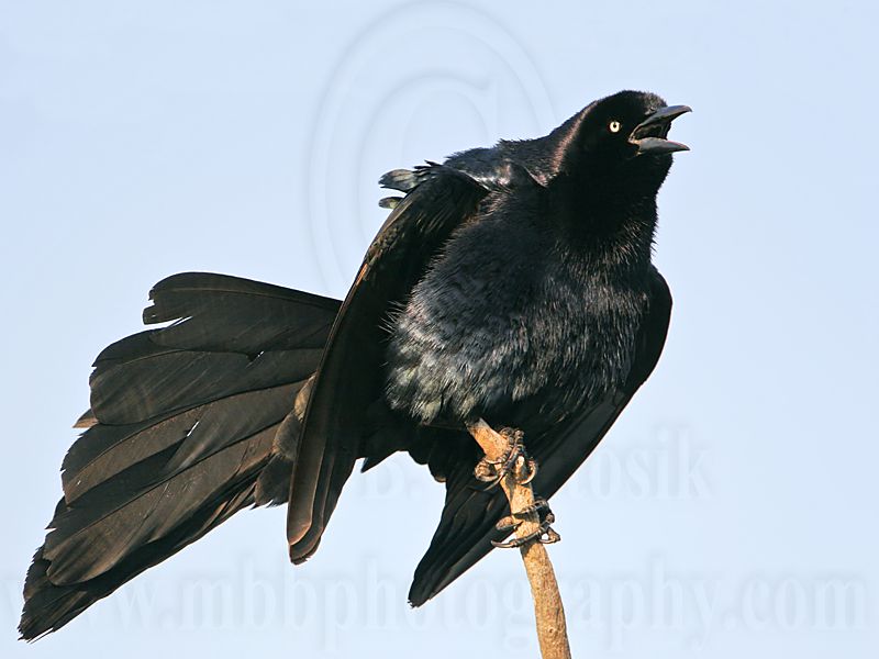 _MG_6123 Great-tailed Grackle.jpg