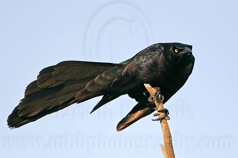 _MG_6143 Great-tailed Grackle.jpg