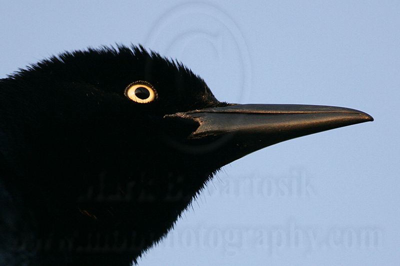 _MG_6275 Great-tailed Grackle.jpg
