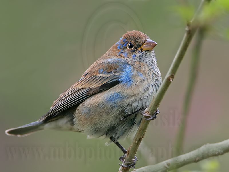 _MG_7559 Indigo Bunting.jpg