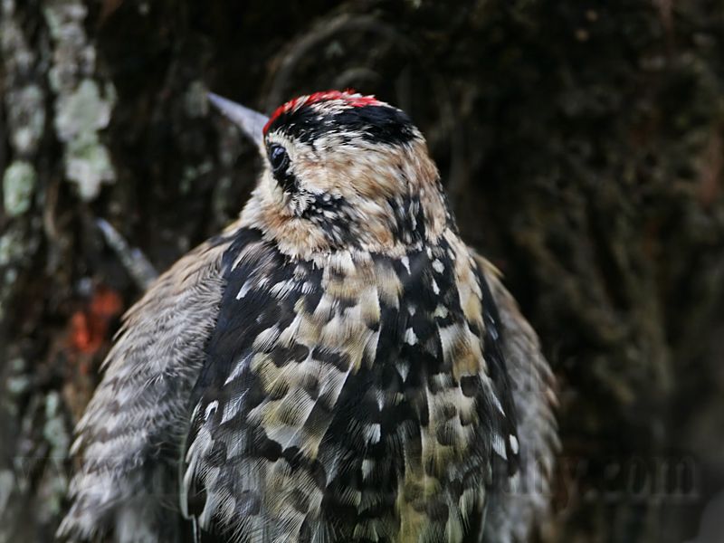 _MG_6540 Yellow-bellied Sapsucker.jpg