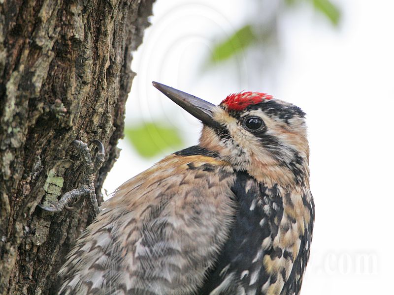 _MG_6563 Yellow-bellied Sapsucker.jpg